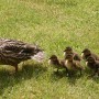 ducks