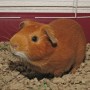 guineapig-unschooling-062508-1