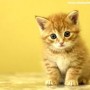 kitten for unschoolersimages